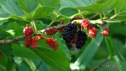 20130613_03.jpg