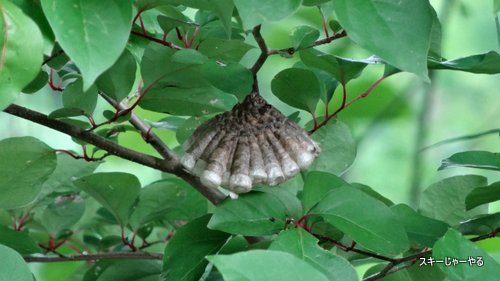 20130613_06.jpg